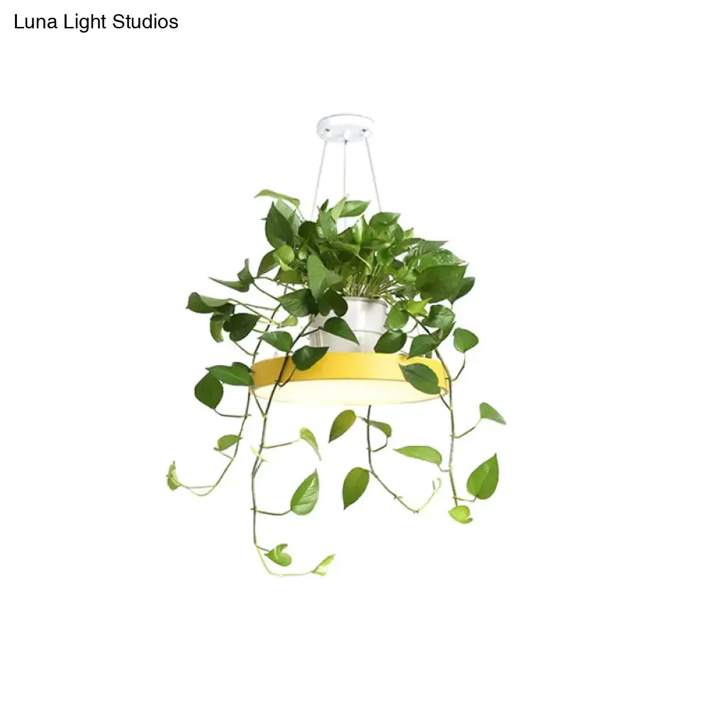 Brooklyn - Round Macaron Round Hanging Light Acrylic LED Pendant Lighting Fixture in Black/Grey/White with Top Plant Pot