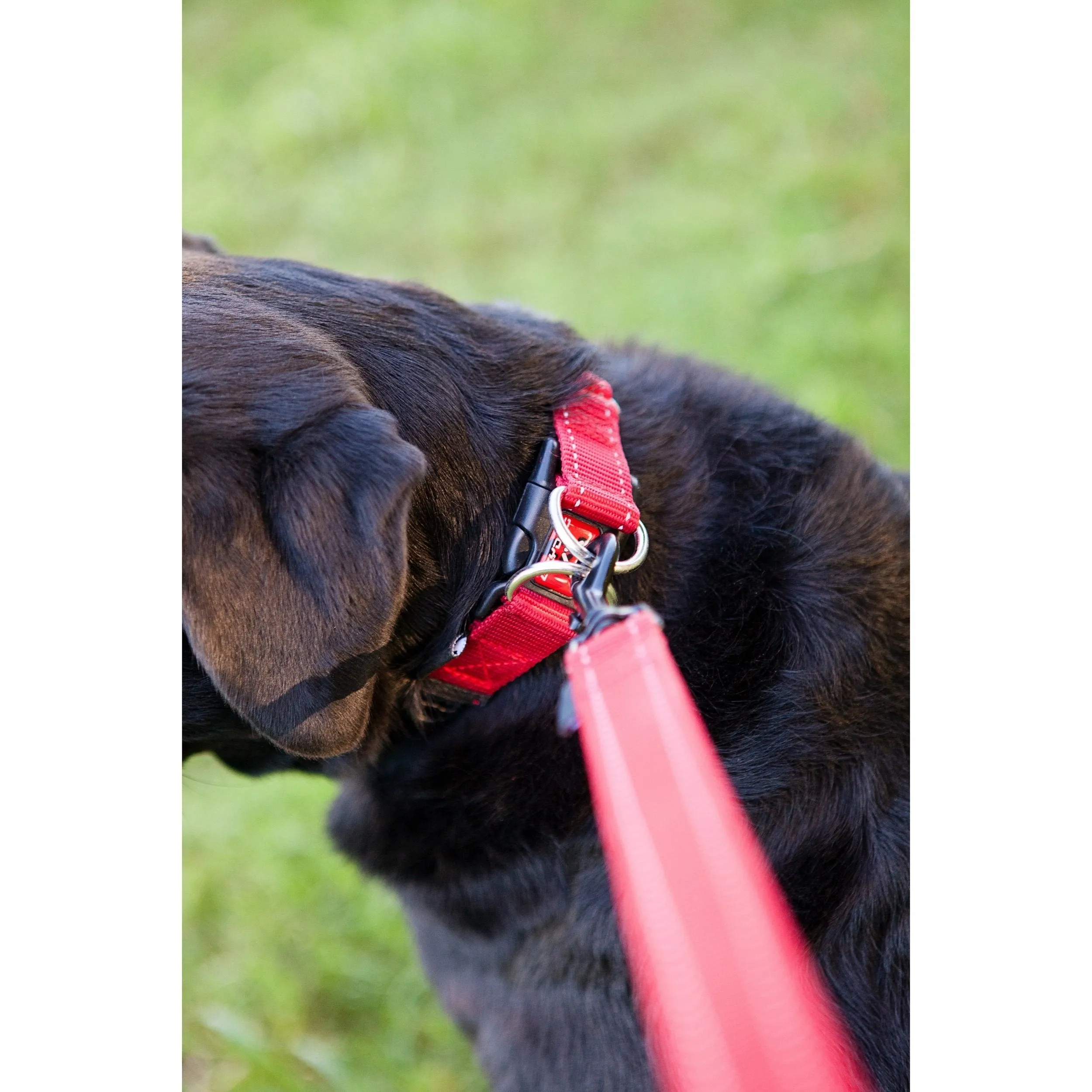 EzyDog Double Up Dog Collar Blue Medium^^^